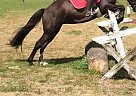 Paint Pony - Horse for Sale in Thomasville, 31757 Paint Pony - Horse for Sale in Thomasville, 31757