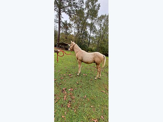 Doc AQH Colt