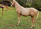 Quarter Horse - Horse for Sale in Ville Platte, LA 70586