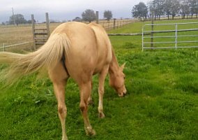 Quarter Horse (Quarter Horse, Stallion) in Ville Platte, LA