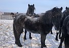 Assortment - Gelding in Fort St. John, BC Assortment - Gelding in Fort St. John, BC