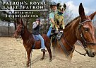 Mule - Horse for Sale in Archdale, NC 27263