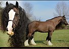 Gypsy Vanner - Horse for Sale in Cedar Hill, TN 37032