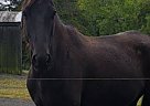 Kentucky Mountain - Horse for Sale in Skyline View, PA 17112 Kentucky Mountain - Horse for Sale in Skyline View, PA 17112