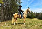 Missouri Fox Trotter - Horse for Sale in Whitley City, KY 42653