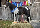 Racking - Horse for Sale in Hillsboro, KY 41049 Racking - Horse for Sale in Hillsboro, KY 41049