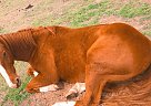Ginger - Mare in Paradise, TX Ginger - Mare in Paradise, TX