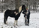 Oreo - Gelding in Bridgewater, CT Oreo - Gelding in Bridgewater, CT