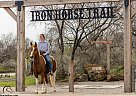 Gypsy Vanner - Horse for Sale in Boyd, TX 76023 Gypsy Vanner - Horse for Sale in Boyd, TX 76023