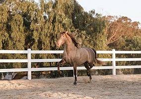 Isabella (Andalusian / PRE, Stallion) in Thousand Oaks, CA