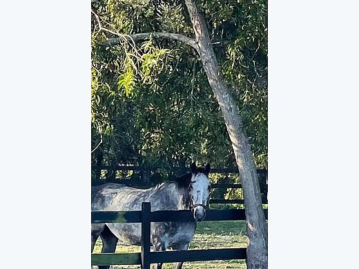 Must Have 6 Year old OTTB