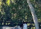 Thoroughbred - Horse for Sale in Loxahatchee, FL 33470