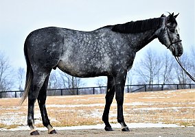 Thoroughbred (Thoroughbred, Gelding) in Loxahatchee, FL