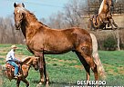 Tennessee Walking - Horse for Sale in Petersburg, TN 37144