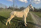 Tennessee Walking - Horse for Sale in HUSTONVILLE, KY 41031