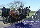 Percheron - Horse for Sale in Rockfield, KY 42274