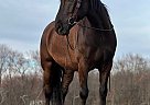 Percheron - Horse for Sale in Wappingers Falls, NY 12590 Percheron - Horse for Sale in Wappingers Falls, NY 12590