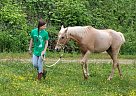 Quarab - Horse for Sale in Morganton, GA 30560 Quarab - Horse for Sale in Morganton, GA 30560