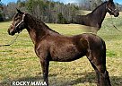 Rocky Mountain - Horse for Sale in ROCKHOLDS, KY 40759