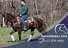 Rocky Mountain - Horse for Sale in Jamestown, KY 42629