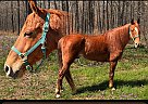 Missouri Fox Trotter - Horse for Sale in Greenbrier, AR 65742