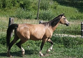 Quarter Horse (Quarter Horse, Mare) in Strum, WI