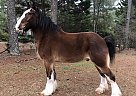 Odin - Gelding in Hampton, GA Odin - Gelding in Hampton, GA