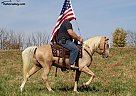 Tennessee Walking - Horse for Sale in Whitley City, KY 42653