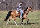 Tennessee Walking - Horse for Sale in Jamestown, KY 42629 Tennessee Walking - Horse for Sale in Jamestown, KY 42629