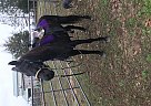 Tennessee Walking - Horse for Sale in Martin, GA 30557