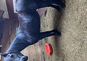 Tennessee Walking Horse