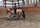 Famoso - Gelding in New Ipswich, NH Famoso - Gelding in New Ipswich, NH