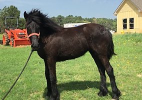 Friesian (Friesian, Mare) in Jacksonville, TX