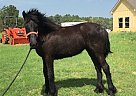 Friesian - Horse for Sale in Jacksonville, TX 75766