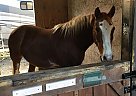 Frosty - Gelding in Sunrise, FL Frosty - Gelding in Sunrise, FL