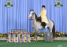 Tennessee Walking - Horse for Sale in Bristol, TN 65742