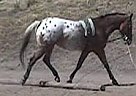 Flashy Sport Horse Prospect, Appaloosa Stallion