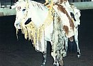 All-Around POA Gelding - Must Se... Pony of the Americas Stallion