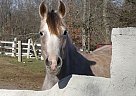 Registered Beautiful Arabian Hor... Arabian Mare