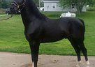 Hackney Stallion Hackney Stallion