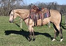 Quarter Horse - Horse for Sale in Oklahoma City, OK 73120