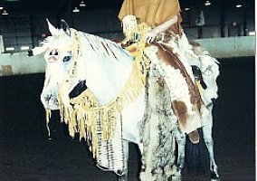 Pony of the Americas (Pony of the Americas, Stallion) in Boonville, IN