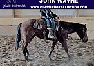 Quarter Horse - Horse for Sale in Sebree, KY 42455