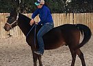 Aramis - Gelding in Florence, TX Aramis - Gelding in Florence, TX