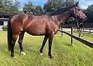 Swedish Warmblood - Horse for Sale in , KY 40207