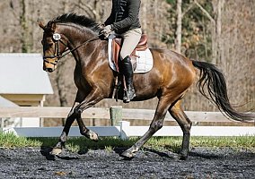 Warmblood (Warmblood, Mare) in KY