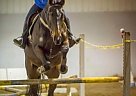 Canadian Gelding for Sale in Calgary, Alberta Canadian Gelding for Sale in Calgary, Alberta