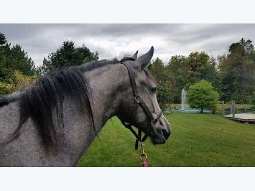 Beautiful PRE Filly for Sale