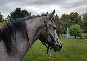 Beautiful PRE Filly for Sale Andalusian Mare