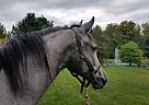 Andalusian - Horse for Sale in Columbus, OH 43228